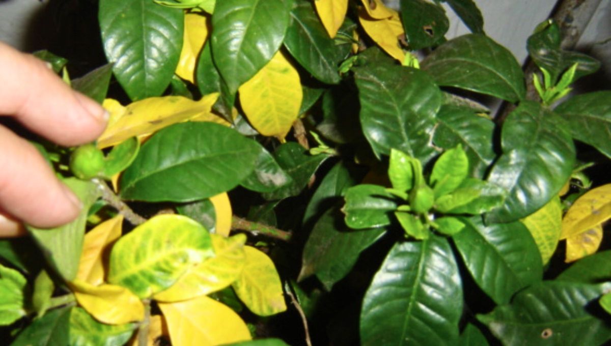 No siempre es necesario alarmarse ante algunas hojas amarillentas en el jazmín. Las hojas amarillentas en la planta indican clorosis. No siempre es necesario alarmarse ante algunas hojas amarillentas en el jazmín. Las hojas amarillentas en la planta indican clorosis.
