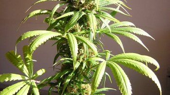 Ahora se puede haber fumado marihuana y alistarse en el ejército de EE.UU.