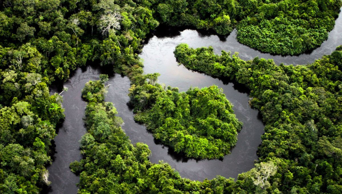 Dos nuevos peces potencialmente peligrosos fueron descubiertos en el Amazonas