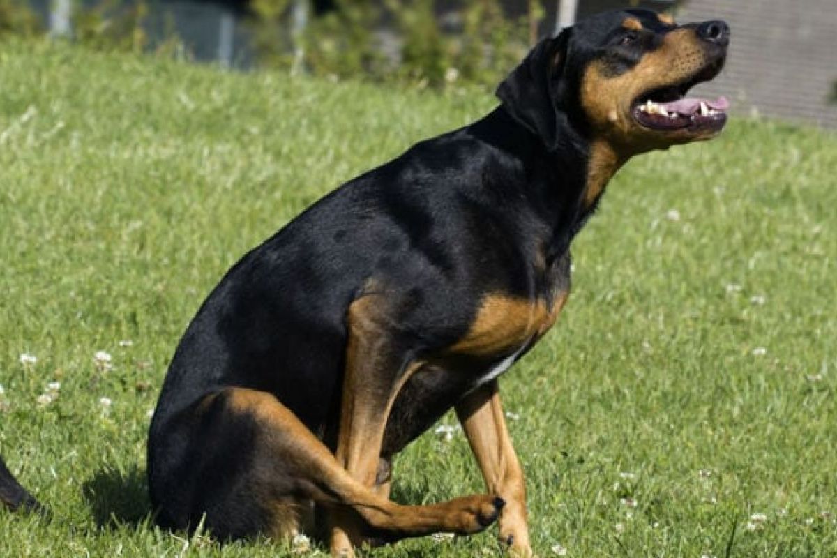 Las alergias pueden manifestarse con picazón generalizada. 