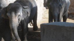 Quieren trasladar  a dos elefantas del Zoo de Mendoza a una reserva en Brasil