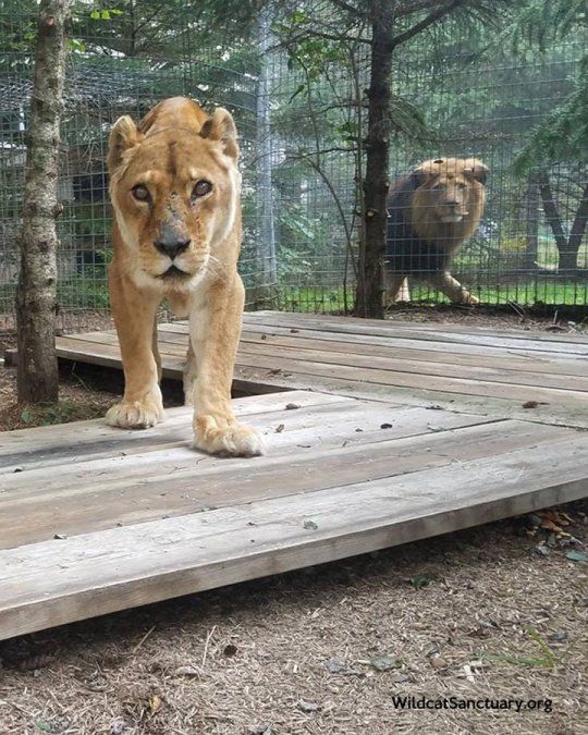 Así es el nuevo hogar de los leones del zoo
