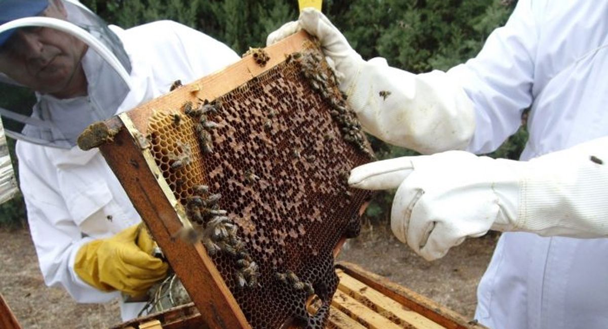 Imagen ilustrativa. Un enjambre de abejas atacó a un obrero que trabajaba en una finca y le provocaron la muerte.