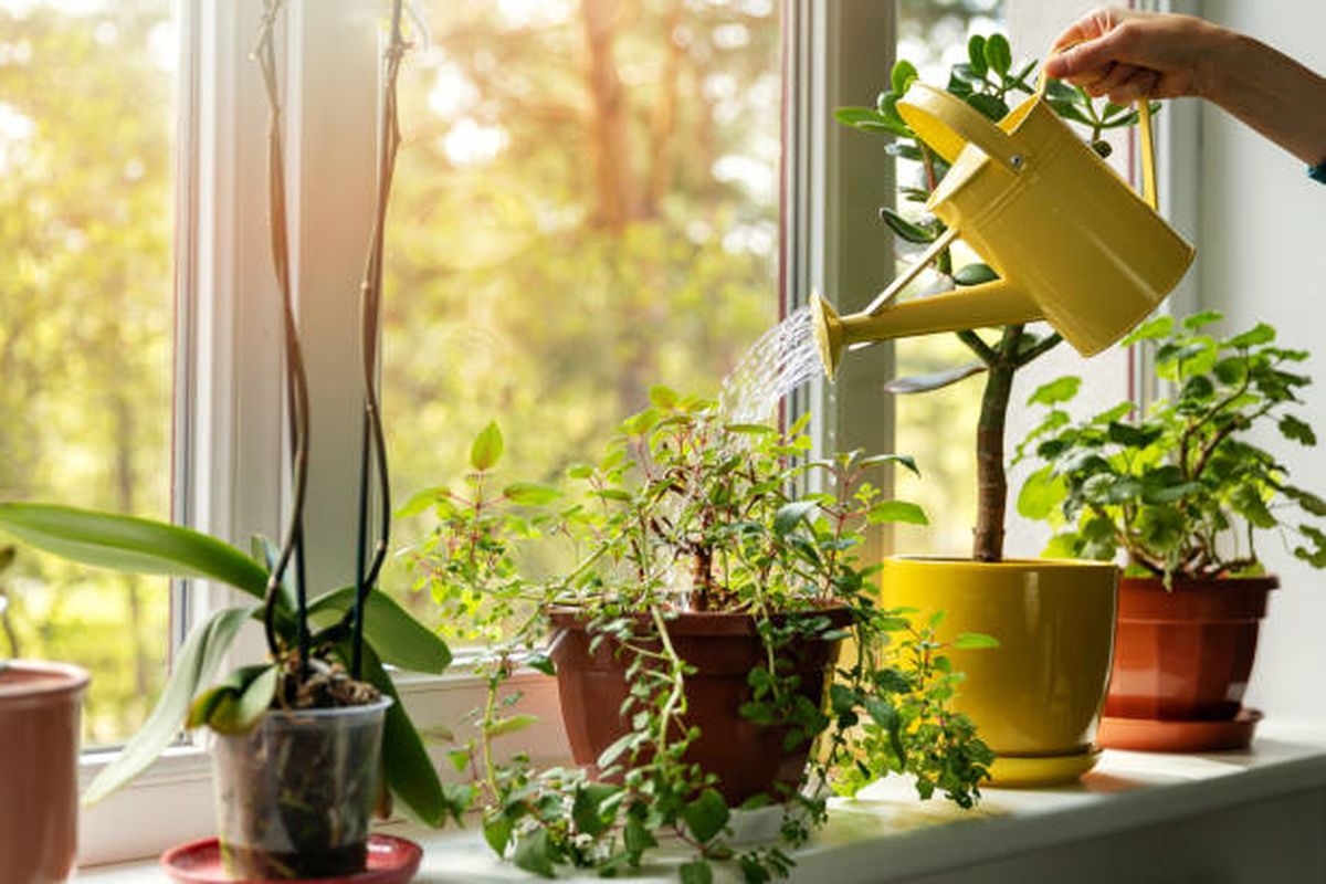 Es vital respetar el horario de riego de las plantas en junio. Es vital respetar el horario de riego de las plantas en junio.