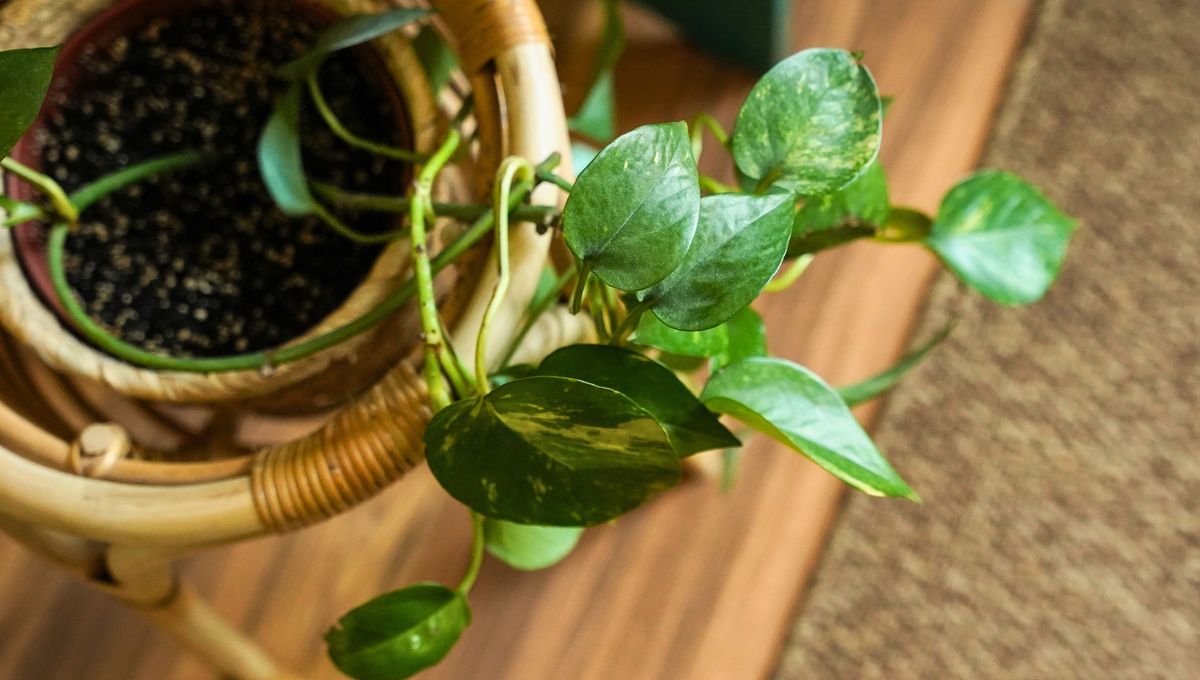 Es una planta de interior bonita y de fáciles cuidados. Es una planta de interior bonita y de fáciles cuidados.