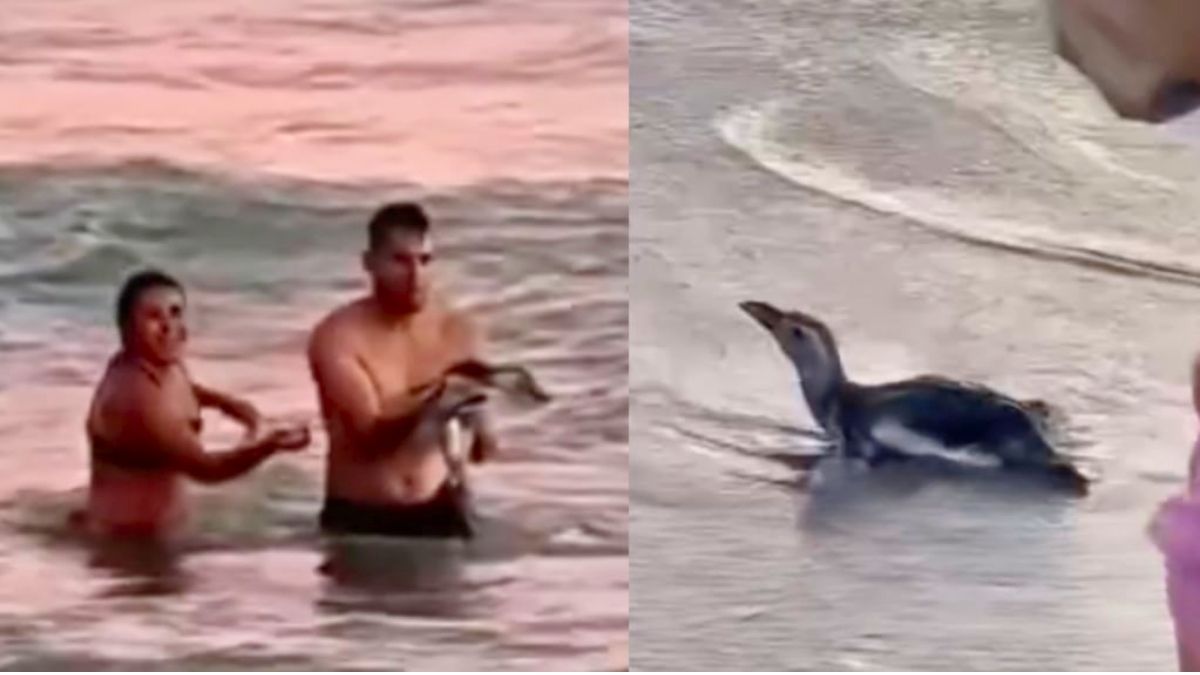 La pareja fue filmada sacando al pingüino en Monte Hermoso.pinguino