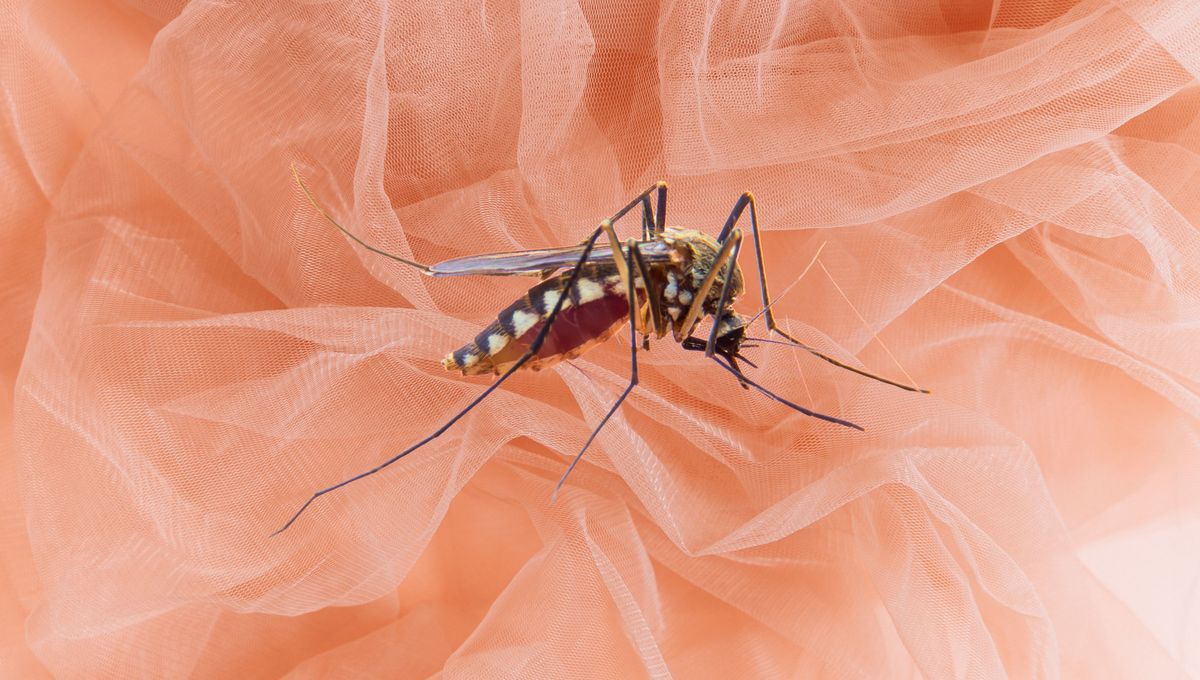 Puedes hacer mosquiteras para todas las ventanas de la casa.&nbsp;