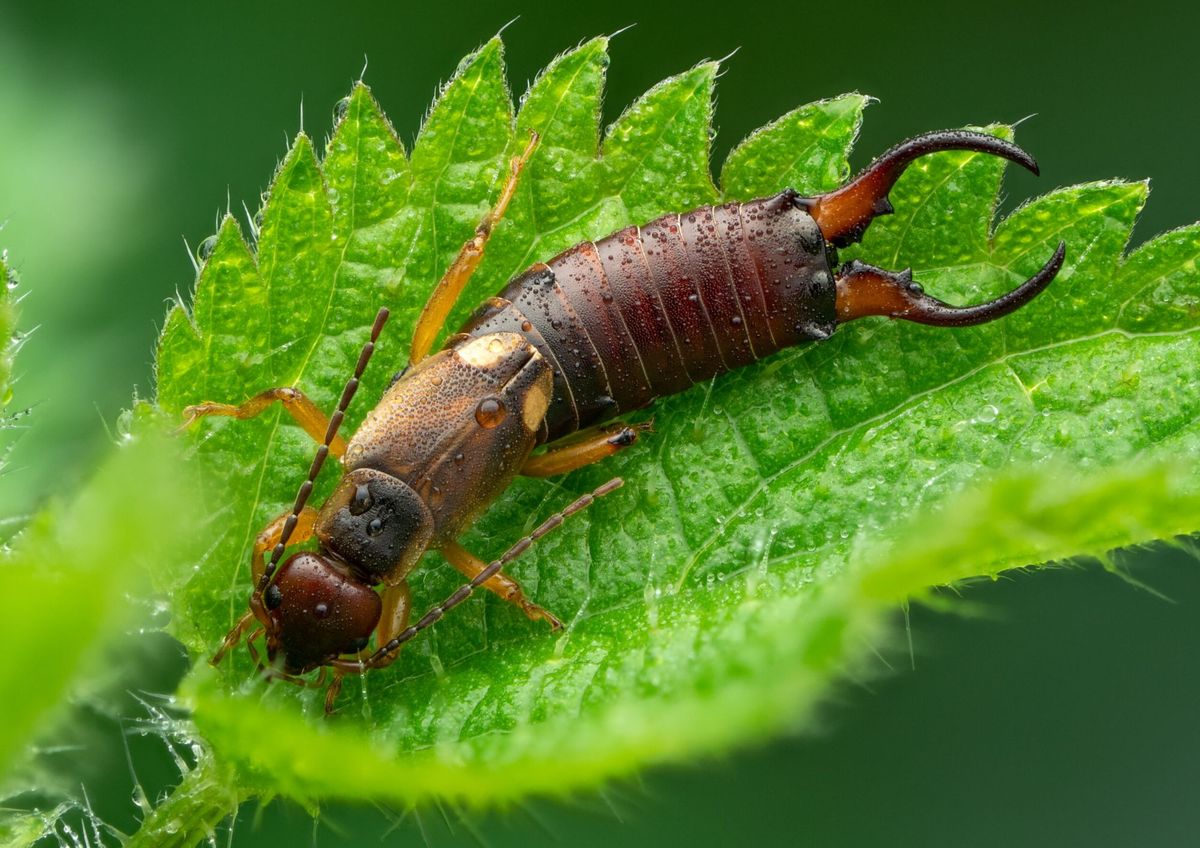 Una plaga que se esconde en el hogar