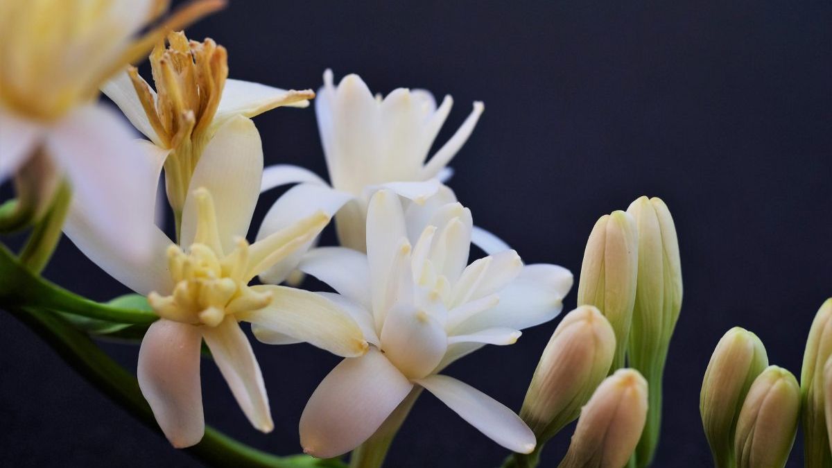 Flores de nardo, el truco para cultivarlo