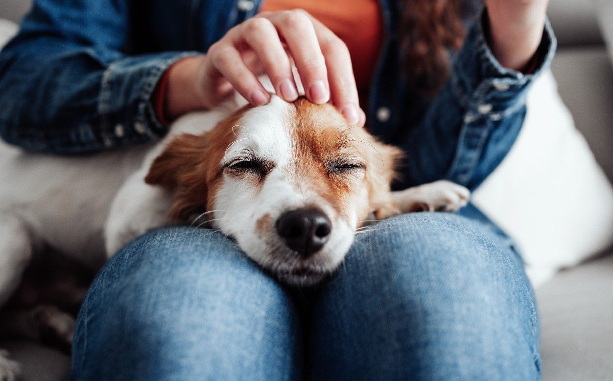 Los mimos formar parte de una sana costumbre. Los mimos formar parte de una sana costumbre.