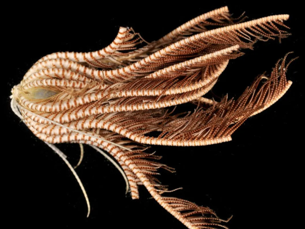 Descubrimiento de una criatura marina con 20 brazos aterró a los científicos en la Antártida Descubrimiento de una criatura marina con 20 brazos aterró a los científicos en la Antártida