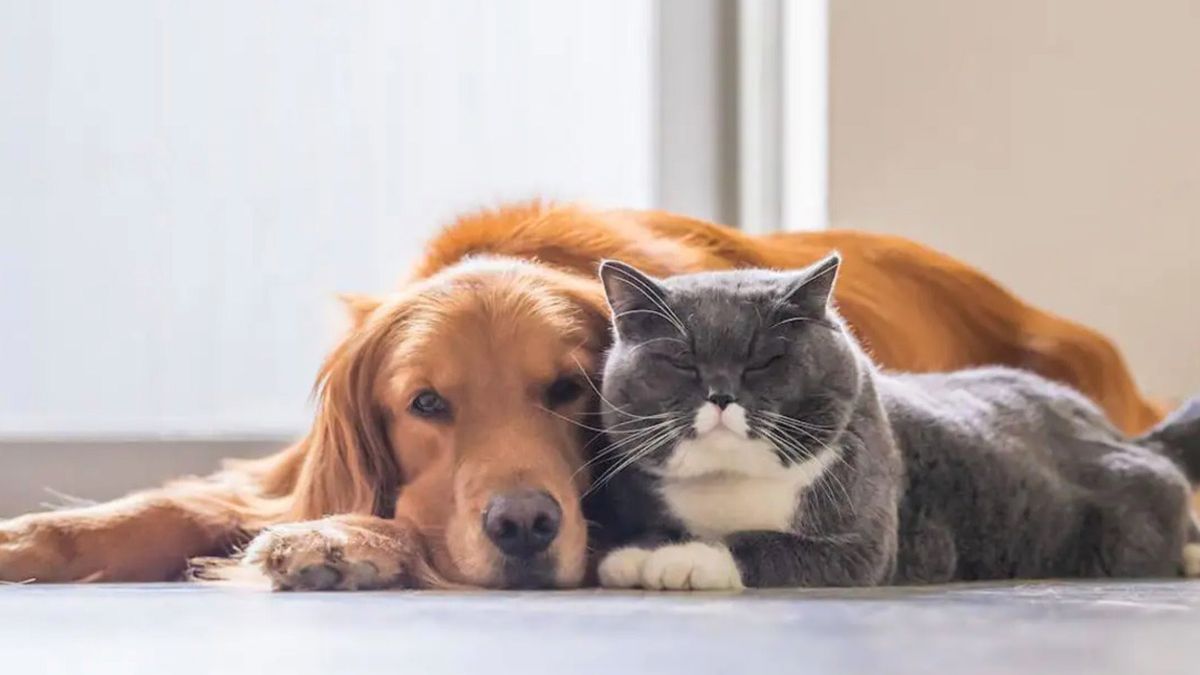 ¿Sueñan los perros y gatos? El estudio de Harvard sobre el sueño animal