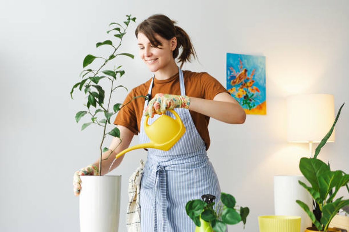 Problemas en el riego causarán estrés en las plantas. Problemas en el riego causarán estrés en las plantas.