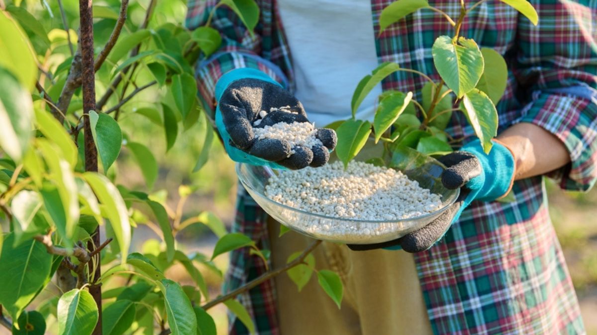 Descubrí cómo beneficiar a tus árbol frutales con este abono casero.