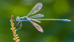 Qué insecto te representa según tu fecha de nacimiento