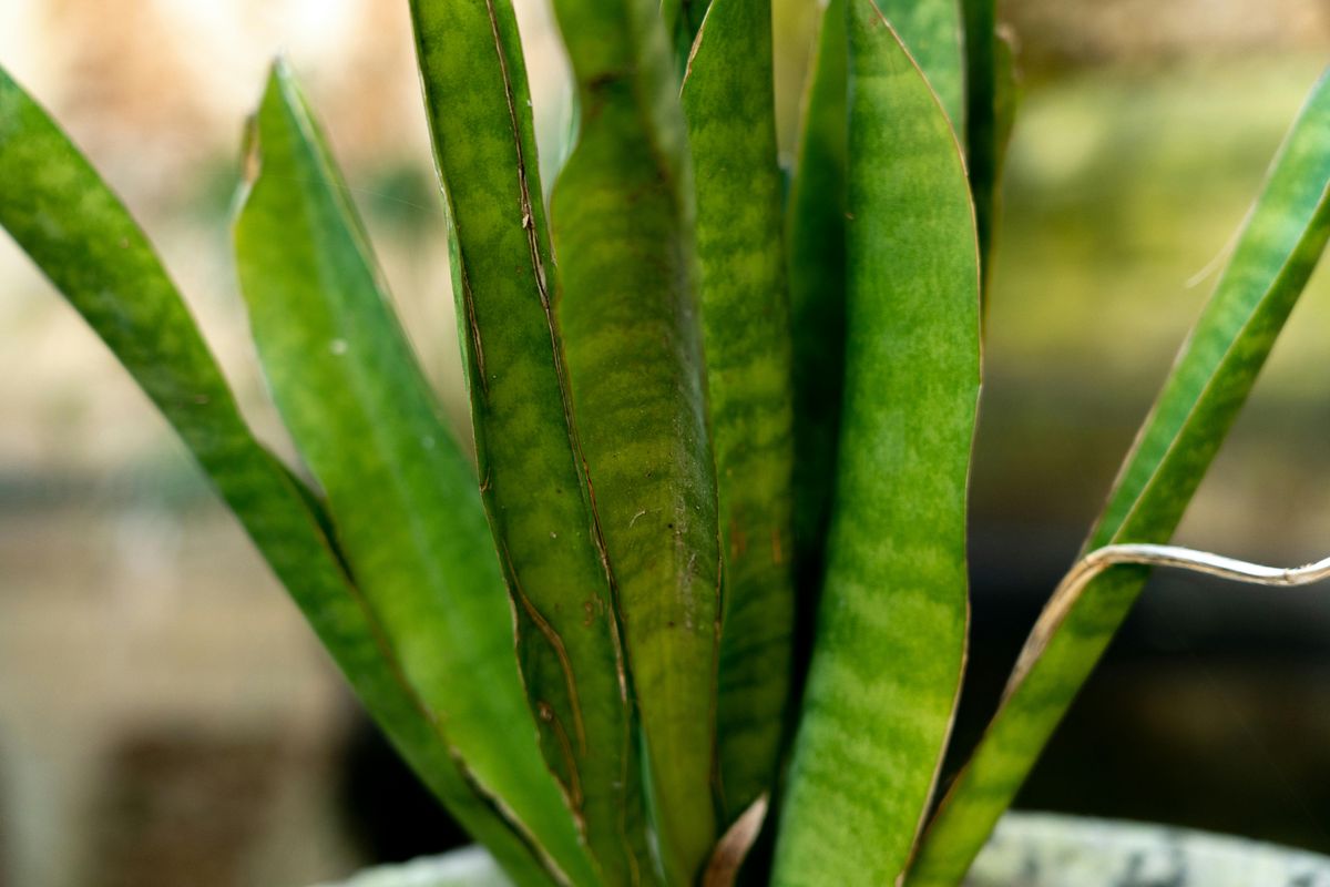 Esta tarea de jardinería no debe realizarse en mayo ni en junio. Foto: Pexels Esta tarea de jardinería no debe realizarse en mayo ni en junio. Foto: Pexels