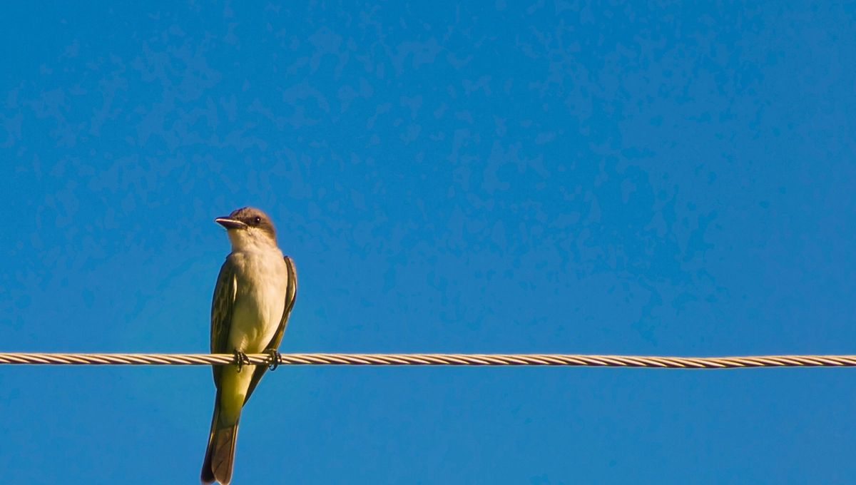  Su canto, tan bello como competitivo, lo transforma en uno de los símbolos más fascinantes de la primavera. Su canto, tan bello como competitivo, lo transforma en uno de los símbolos más fascinantes de la primavera.