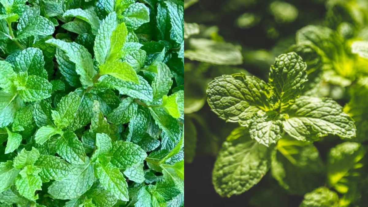 Jardinería: estas plantas cuentan con mínimas, pero significativas, diferencias Jardinería: estas plantas cuentan con mínimas, pero significativas, diferencias