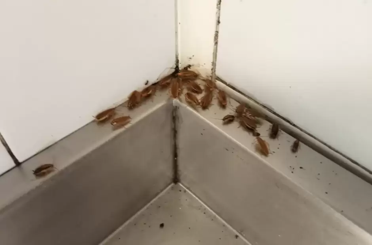La cocina, uno de los lugares preferidos de las cucarachas.