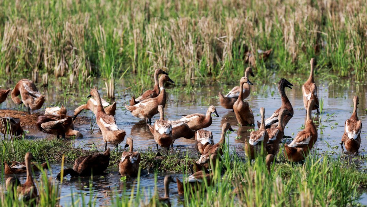 Los campos con patos muestran hasta un 10-20% más de rendimiento