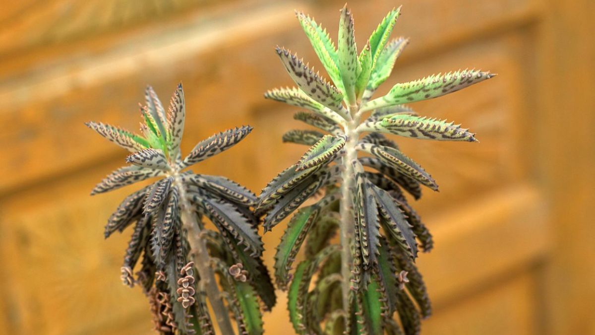 Kalanchoe: cómo usar esta planta para atraer dinero a tu casa