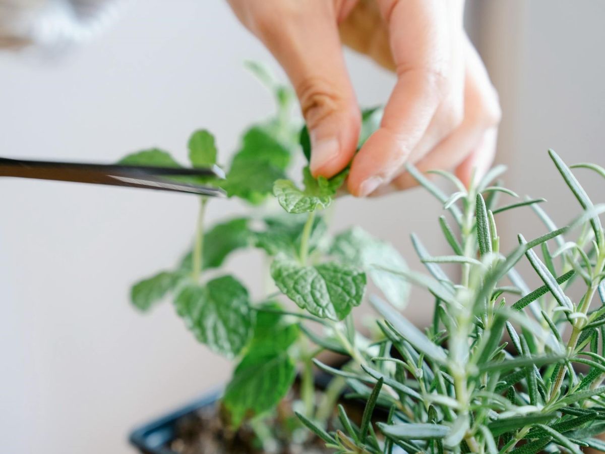 Cómo podar la planta de romero para que siga creciendo fuerte y sana, según experto Cómo podar la planta de romero para que siga creciendo fuerte y sana, según experto