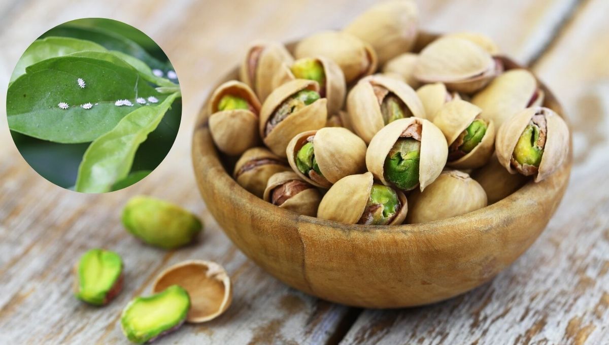 Cómo eliminar plagas del jardín usando cáscaras de pistacho: repelente casero efectivo