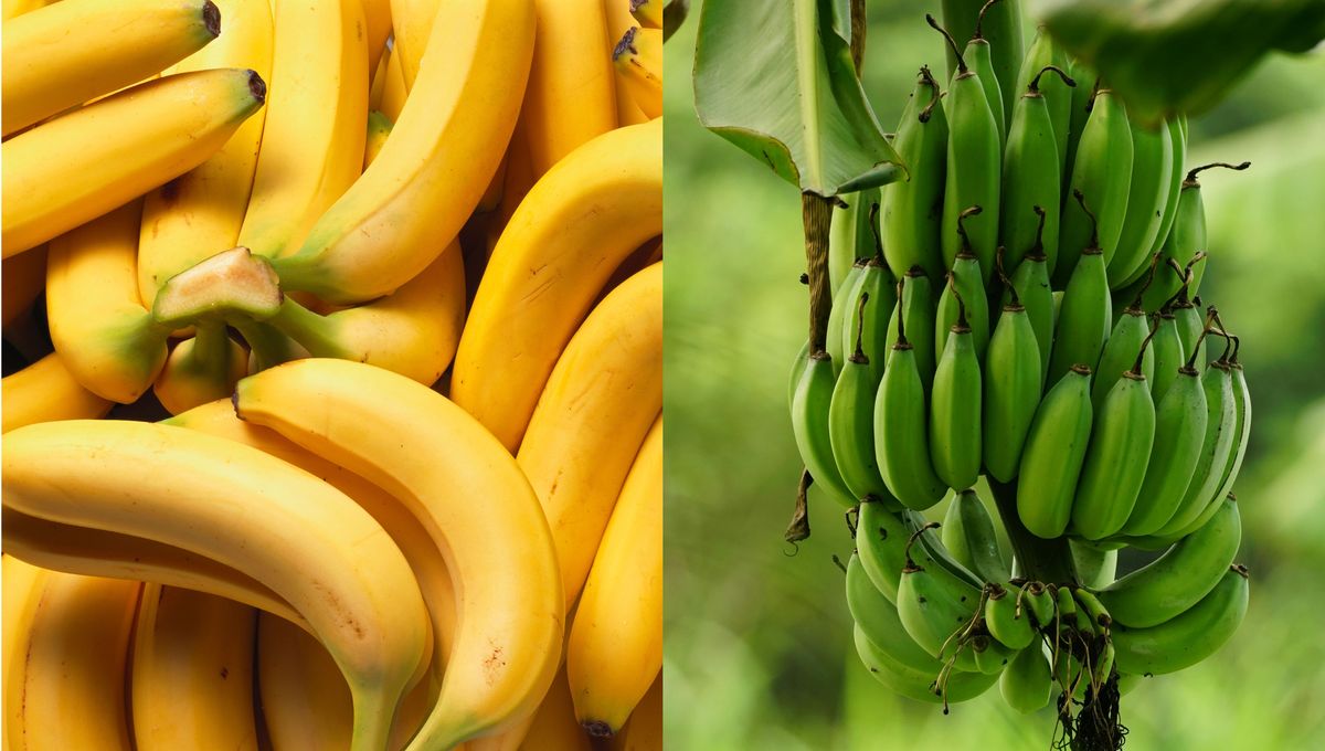 La banana y el plátano son alimentos muy ricos y nutritivos La banana y el plátano son alimentos muy ricos y nutritivos