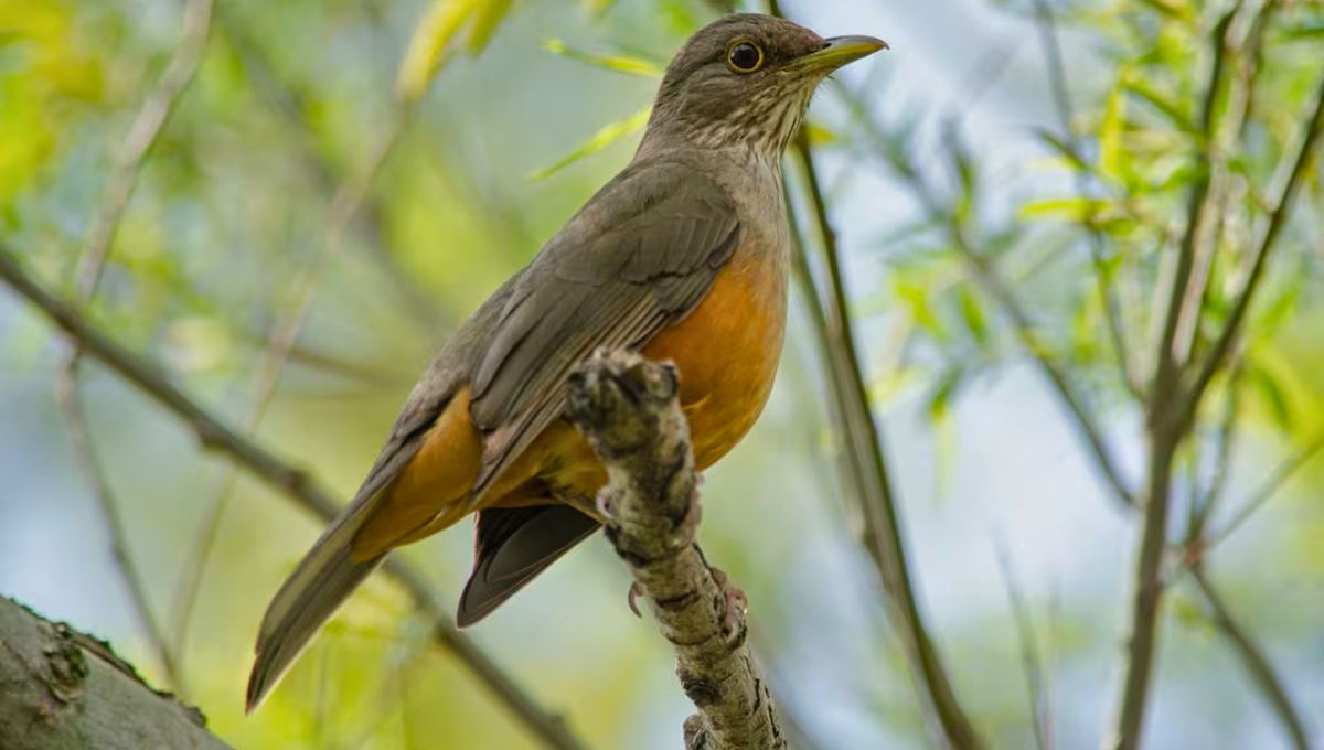 Este paseriforme frugívoro mide 23 cm, de 33 a 36 cm de envergadura y pesa entre 65 y 90 gramos. Posee un pico bastante largo y robusto, al igual que sus patas. Este paseriforme frugívoro mide 23 cm, de 33 a 36 cm de envergadura y pesa entre 65 y 90 gramos. Posee un pico bastante largo y robusto, al igual que sus patas. 
