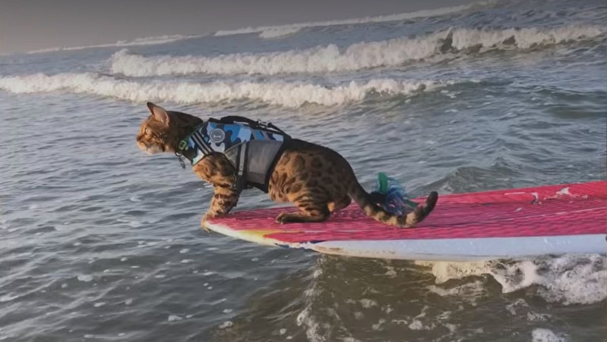 Los gatos son una de las mascotas más populares y no podía faltar en la docuserie de Netflix.