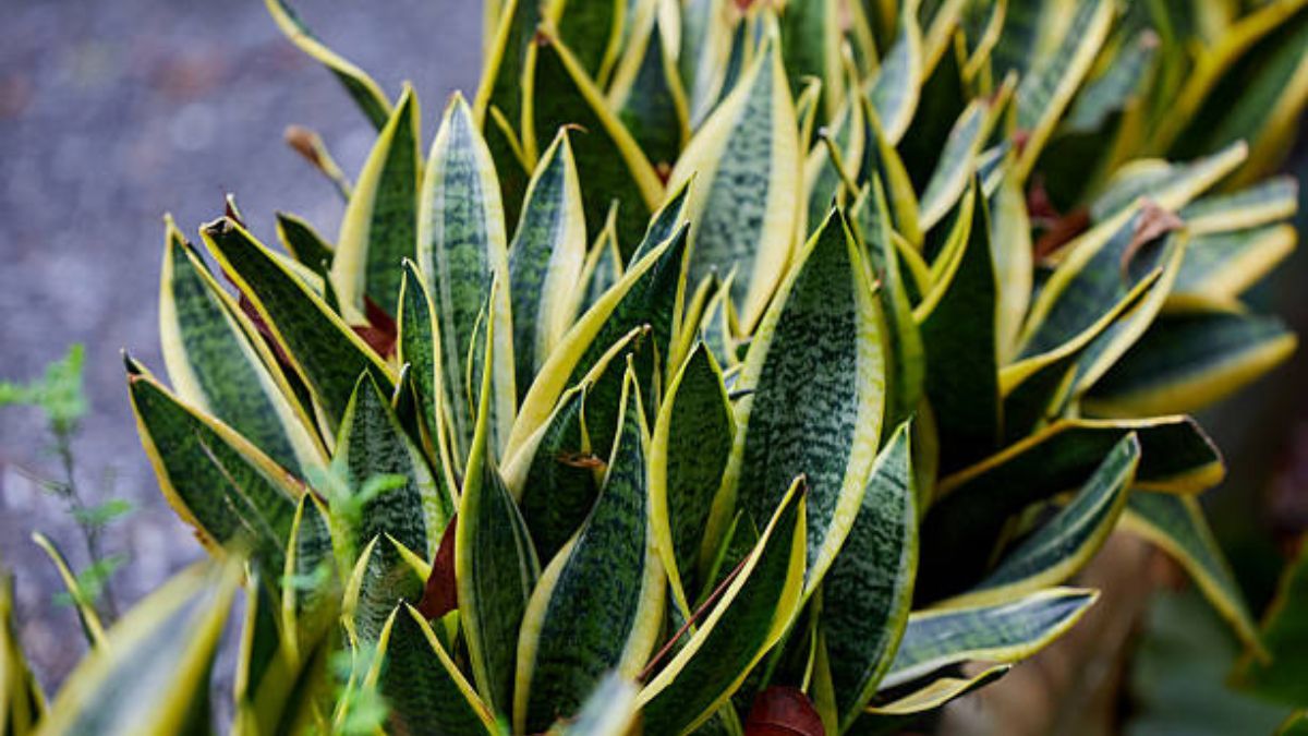 La sansevieria crecer&aacute; fuerte si reemplazas su sustrato por chips de madera.