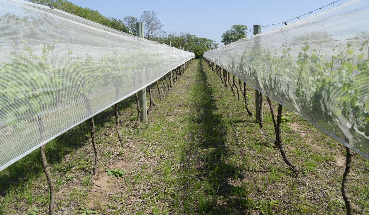 La instalación de malla antigranizo es una de las inversiones especiales alcanzadas por el RIMI, el régimen de incentivos de la reforma laboral.
