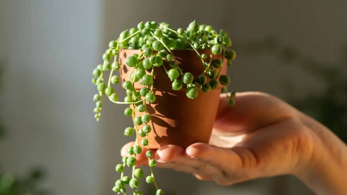 Es la más elegida entre los amantes de las plantas de interior colgantes por sus fáciles cuidados Es la más elegida entre los amantes de las plantas de interior colgantes por sus fáciles cuidados