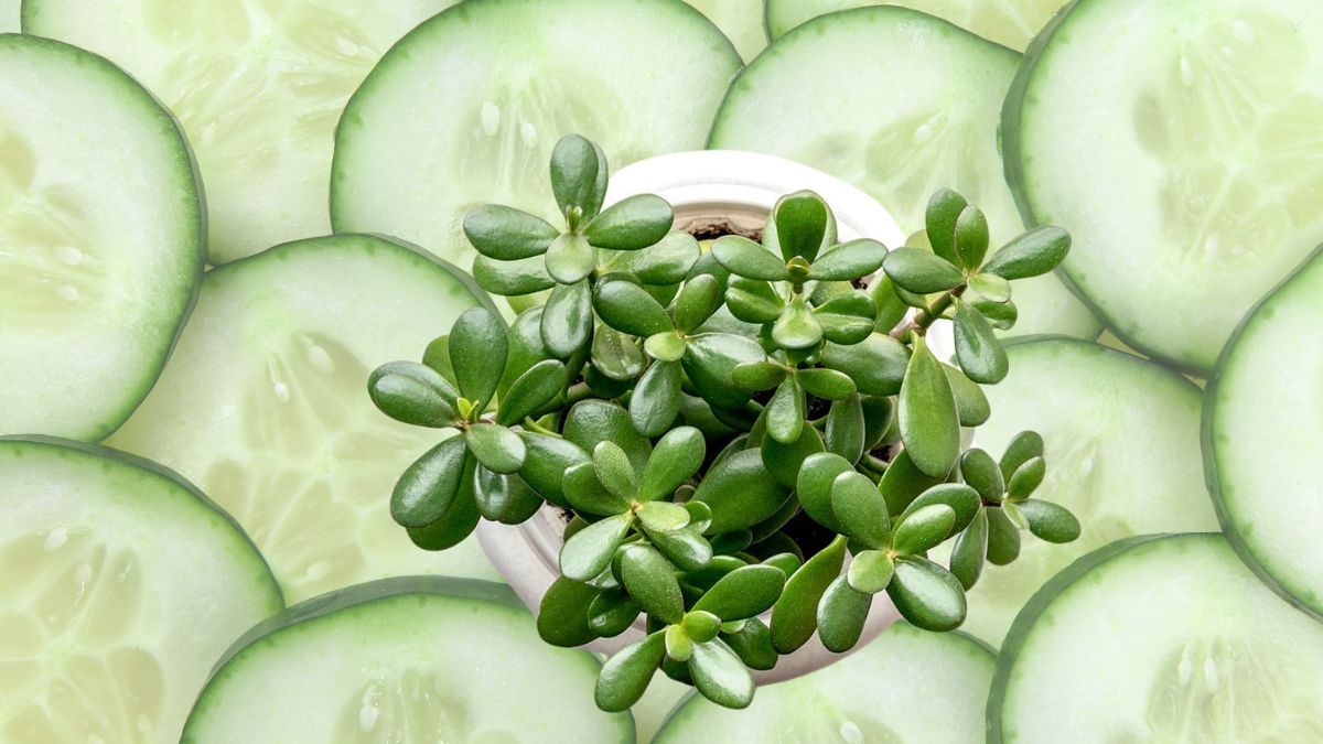 ¿Qué sucede si le colocas pepino al árbol de Jade?