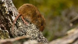 Una nueva especie de roedor fue avistada en el sur de Perú