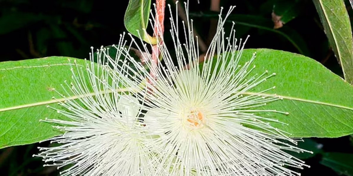 La planta Syzygium huele mejor que un perfume. Imagen: Freepik. La planta Syzygium huele mejor que un perfume. Imagen: Freepik.