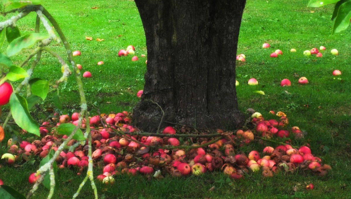 Lo que heredas no lo robas: cuál es el significado del refrán la manzana no cae tan lejos del árbol