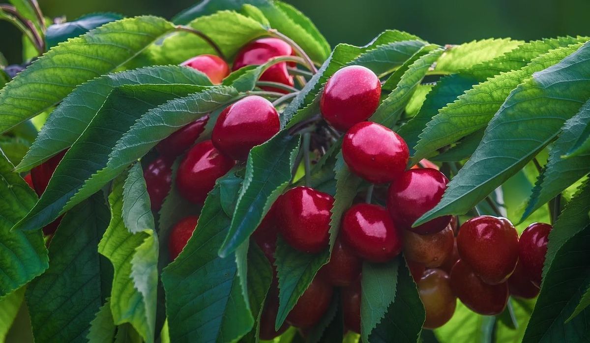 Las cerezas son pequeñas frutas dulces y jugosas. Imagen: Freepik Las cerezas son pequeñas frutas dulces y jugosas. Imagen: Freepik