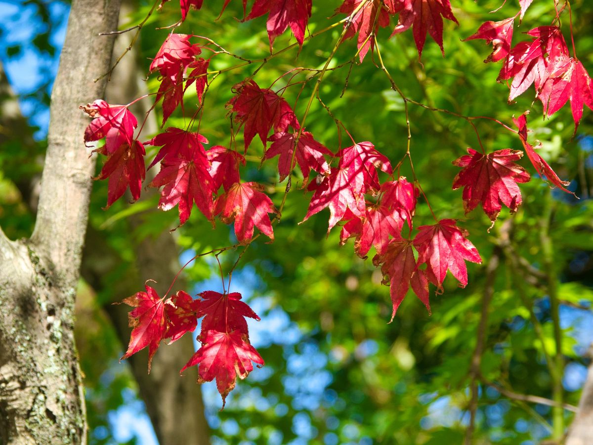 Ni cerezo ni arce japonés: el árbol que es un auténtico espectáculo en otoño