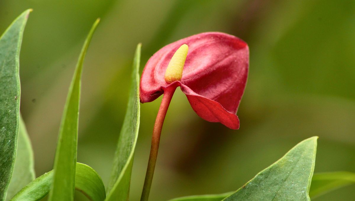 Controla sus raíces, hojas y tallos con frecuencia Controla sus raíces, hojas y tallos con frecuencia
