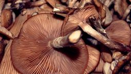 La identificación equivocada de especies es una de las principales razones de las intoxicaciones por hongos. Crédito: Freepik.