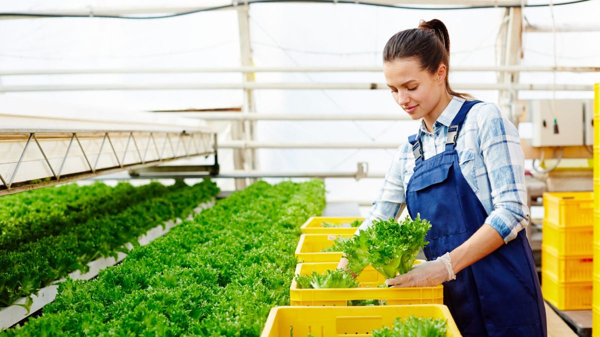 Huerta hidropónica en casa.