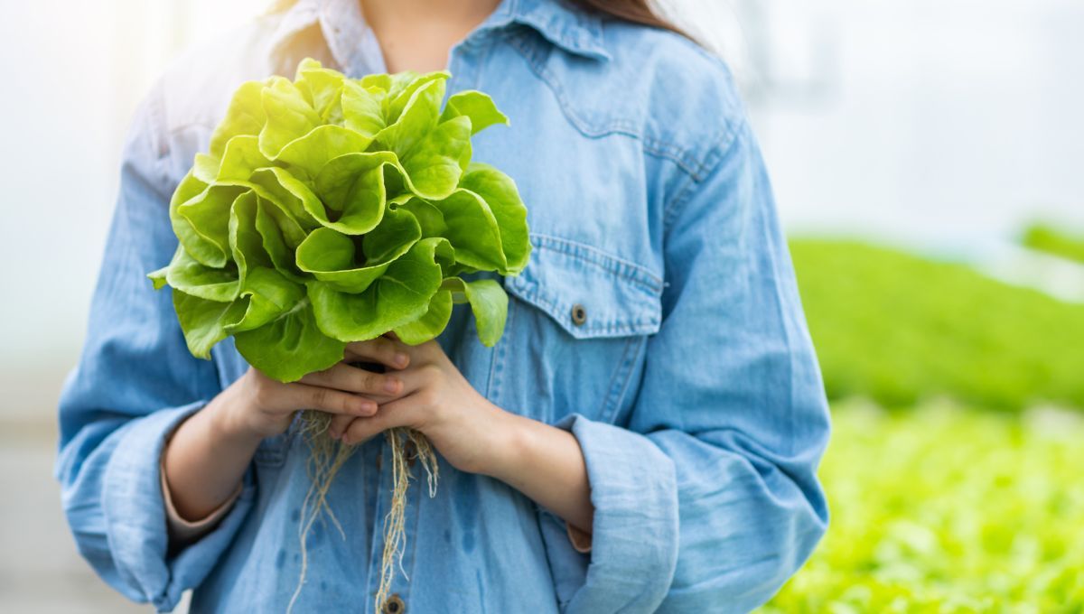 Cómo cultivar plantas en casa y de forma orgánica sin usar tierra o compost