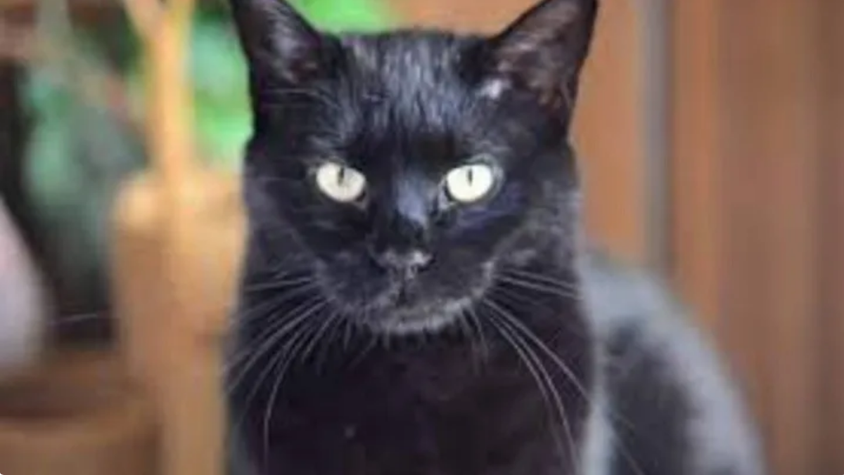 Final feliz. Pensó que su gata había muerto pero se llevó una gran sorpresa.