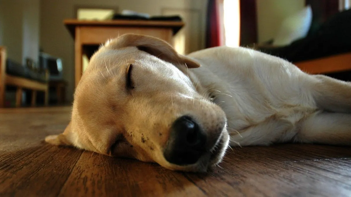 Por qué mi perro tirita mientras duerme según la ciencia veterinaria