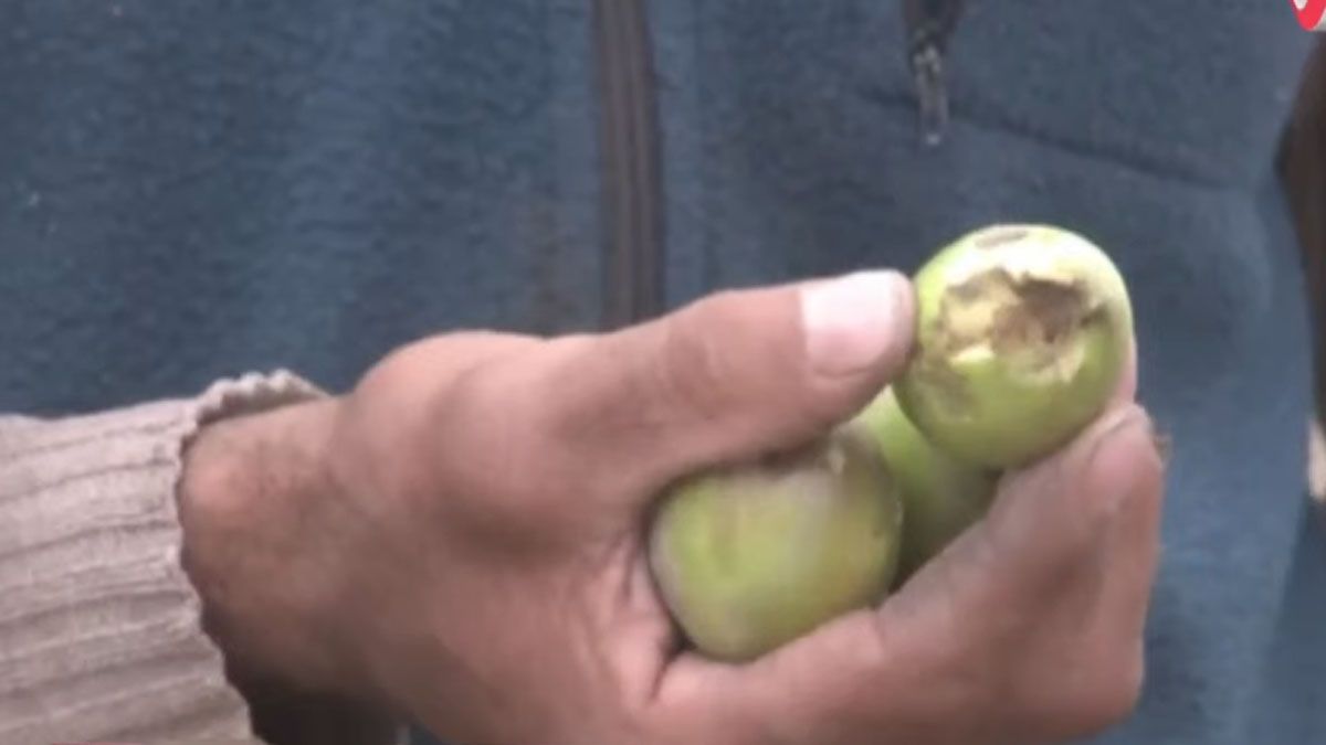 La caída de granizo en el Este afectó el 100% de la producción en algunos sectores.