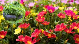 Tus plantas del jardín pueden ser mejoradas con el césped recién cortado.&nbsp;