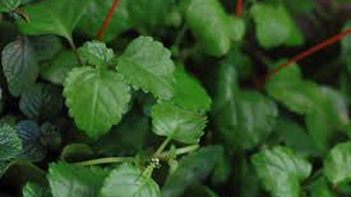 Planta del dinero. Planta del dinero.