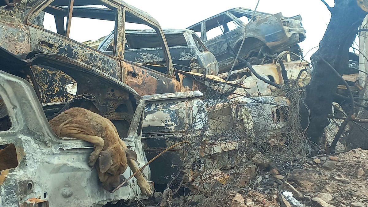 El Ministerio de Seguridad reubicó a los cuatro policías que estaban de servicio la fatídica madrugada en la que se desató el incendio. Los daños fueron casi totales en el parque automotor secuestrado. El Ministerio de Seguridad reubicó a los cuatro policías que estaban de servicio la fatídica madrugada en la que se desató el incendio. Los daños fueron casi totales en el parque automotor secuestrado.