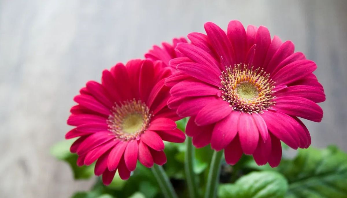 La planta que florece los 365 días del año y se puede cultivar en maceta